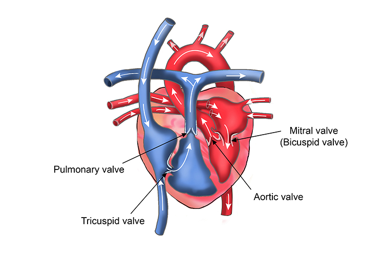 Diagram of the hearts chambers showing the structure of valves in the heart 